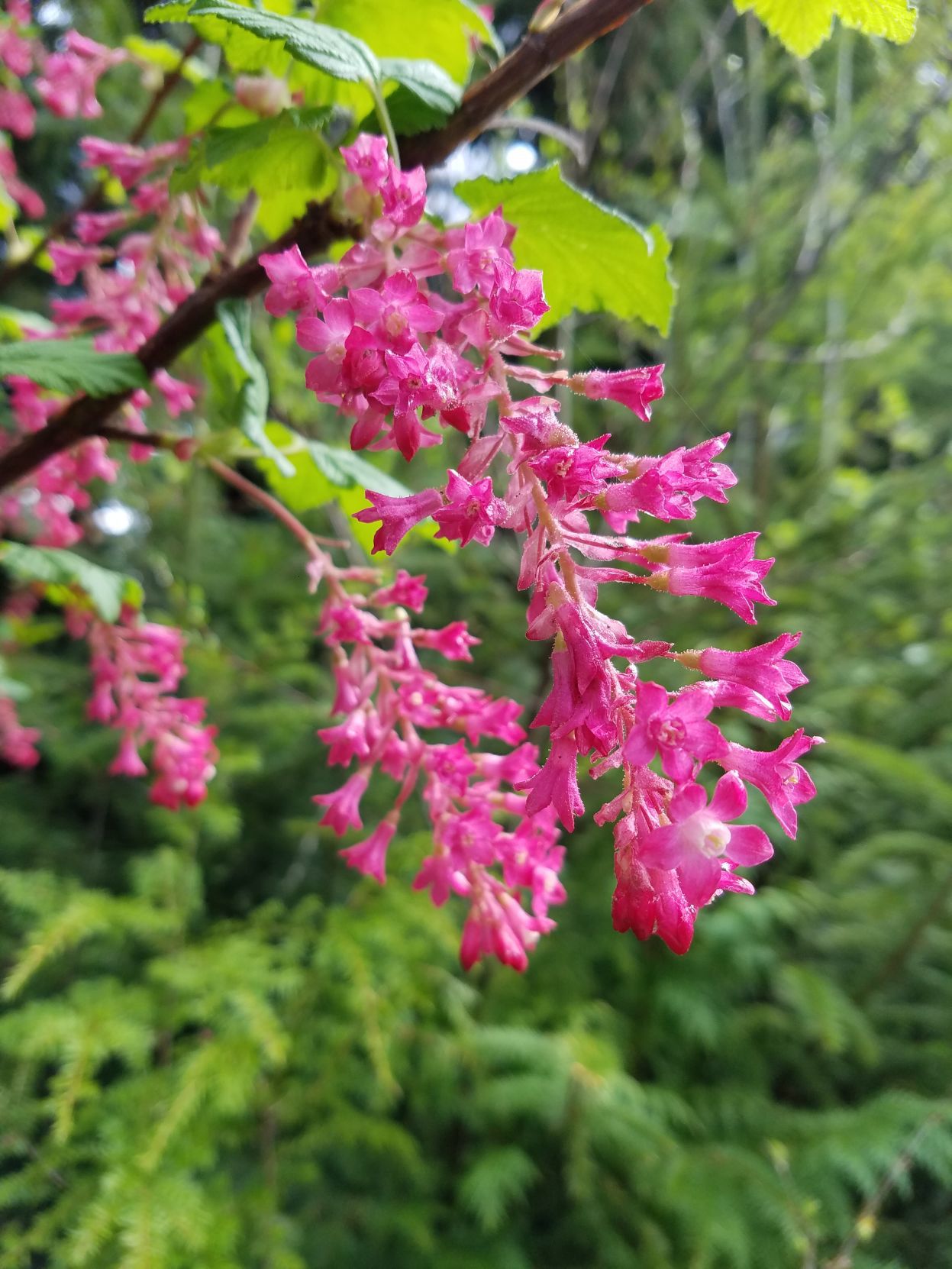 Red-flowering currants offer clusters